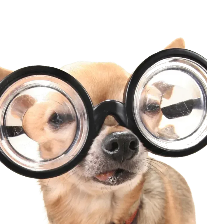 A dog wearing oversized glasses, looking closely at something