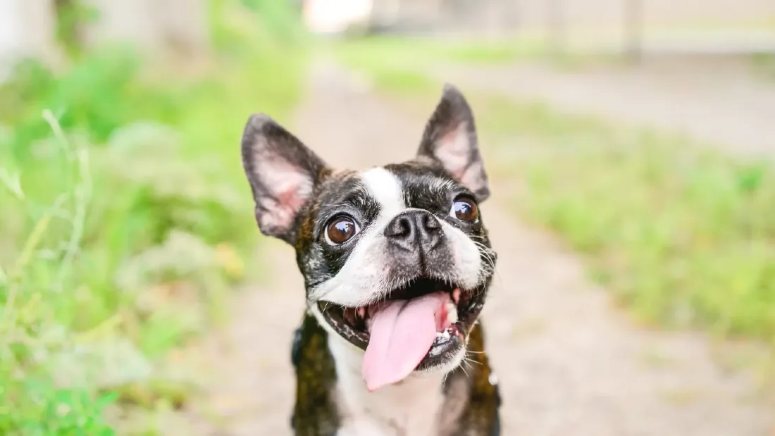 A dog arriving down a path, ears up, on the way to the clinic