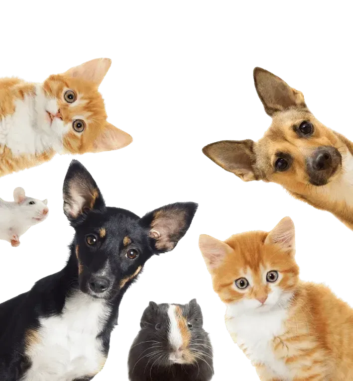Cats, dogs and small pets peeking in from every side of the frame