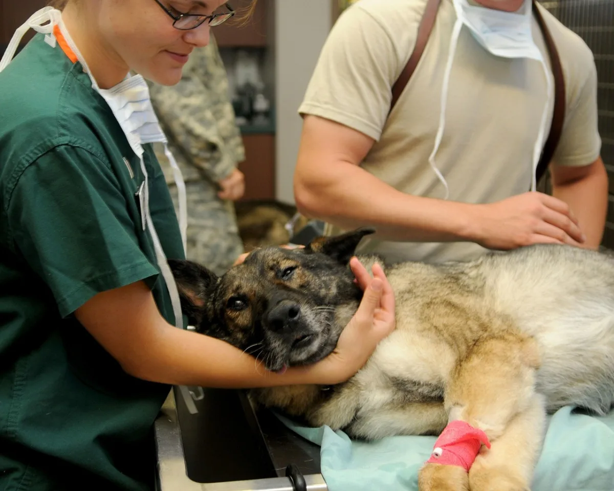 A veterinary technician holding a dog's head gently while a second person steadies it on the table