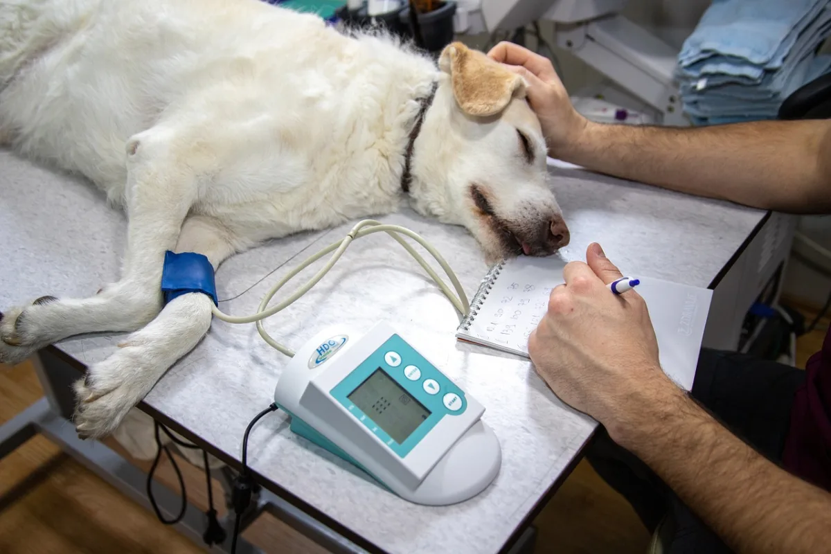 A veterinarian taking a blood pressure reading, one hand resting on an older dog while writing the result down
