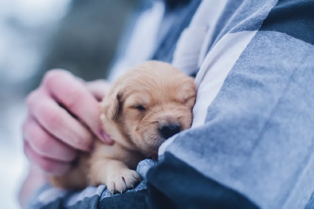 A newborn puppy cradled in a pair of gloved hands